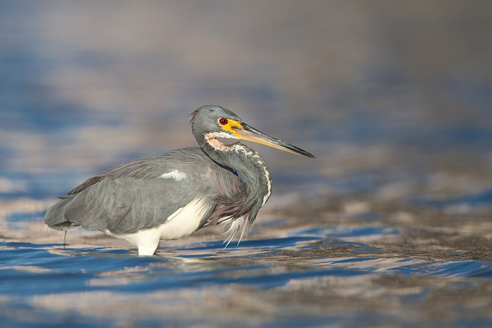 Dreifarbenreiher Egretta tricolor Tricolored Heron